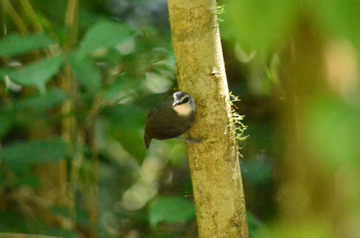 Lunulated Antbird - Jorge Novoa - CORBIDI