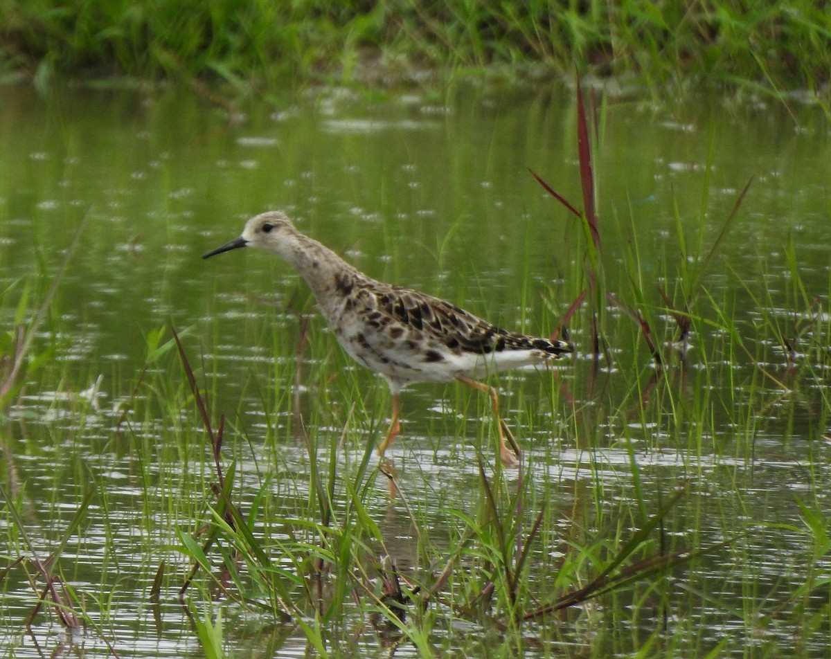 Kampfläufer - ML478119151