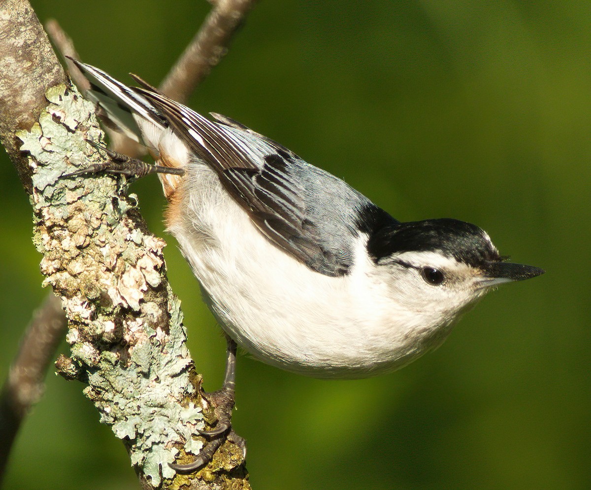 White-breasted Nuthatch - ML478119351