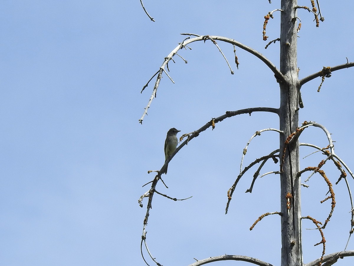 Dusky Flycatcher - ML478119521