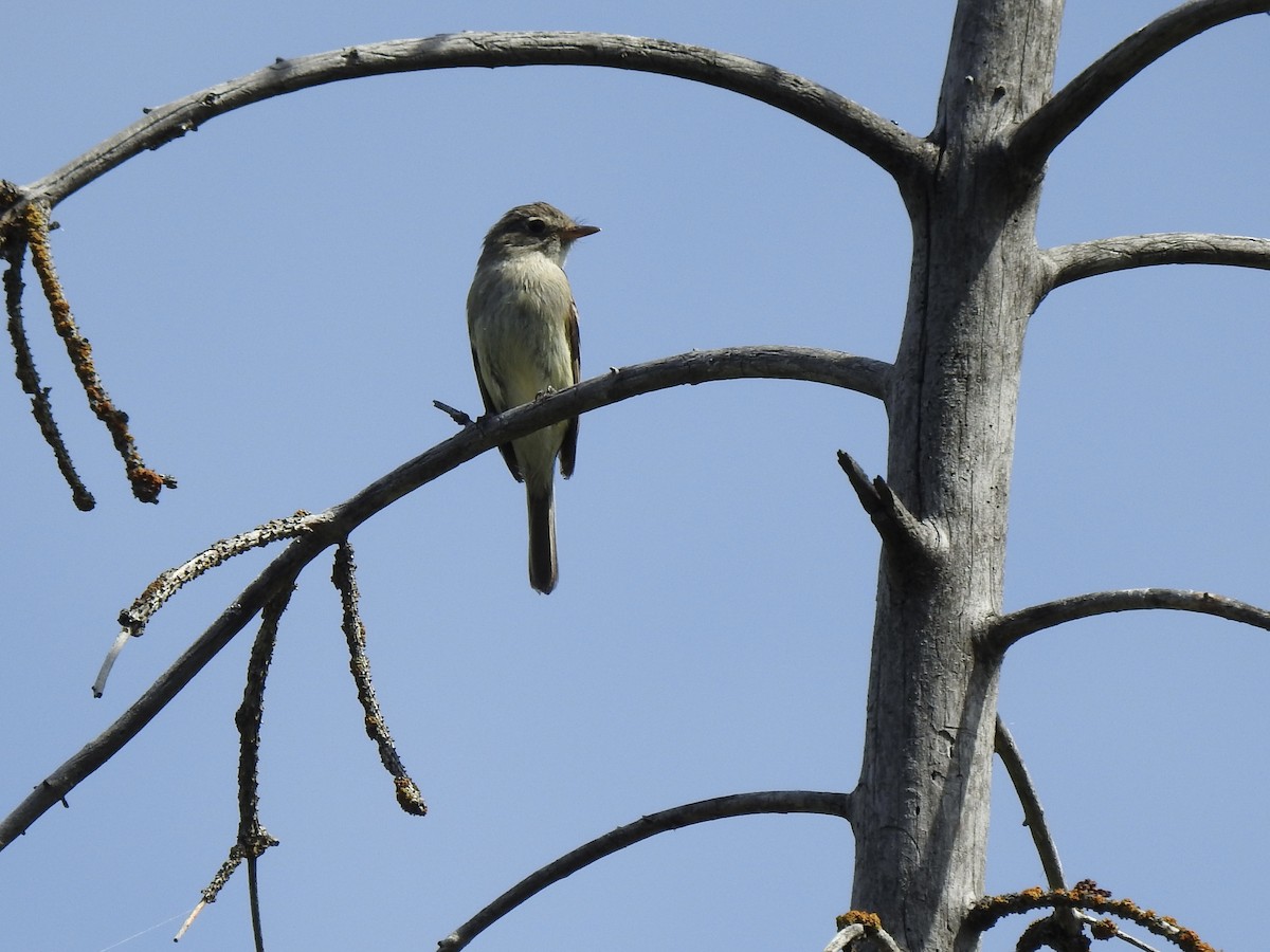 Dusky Flycatcher - ML478119531