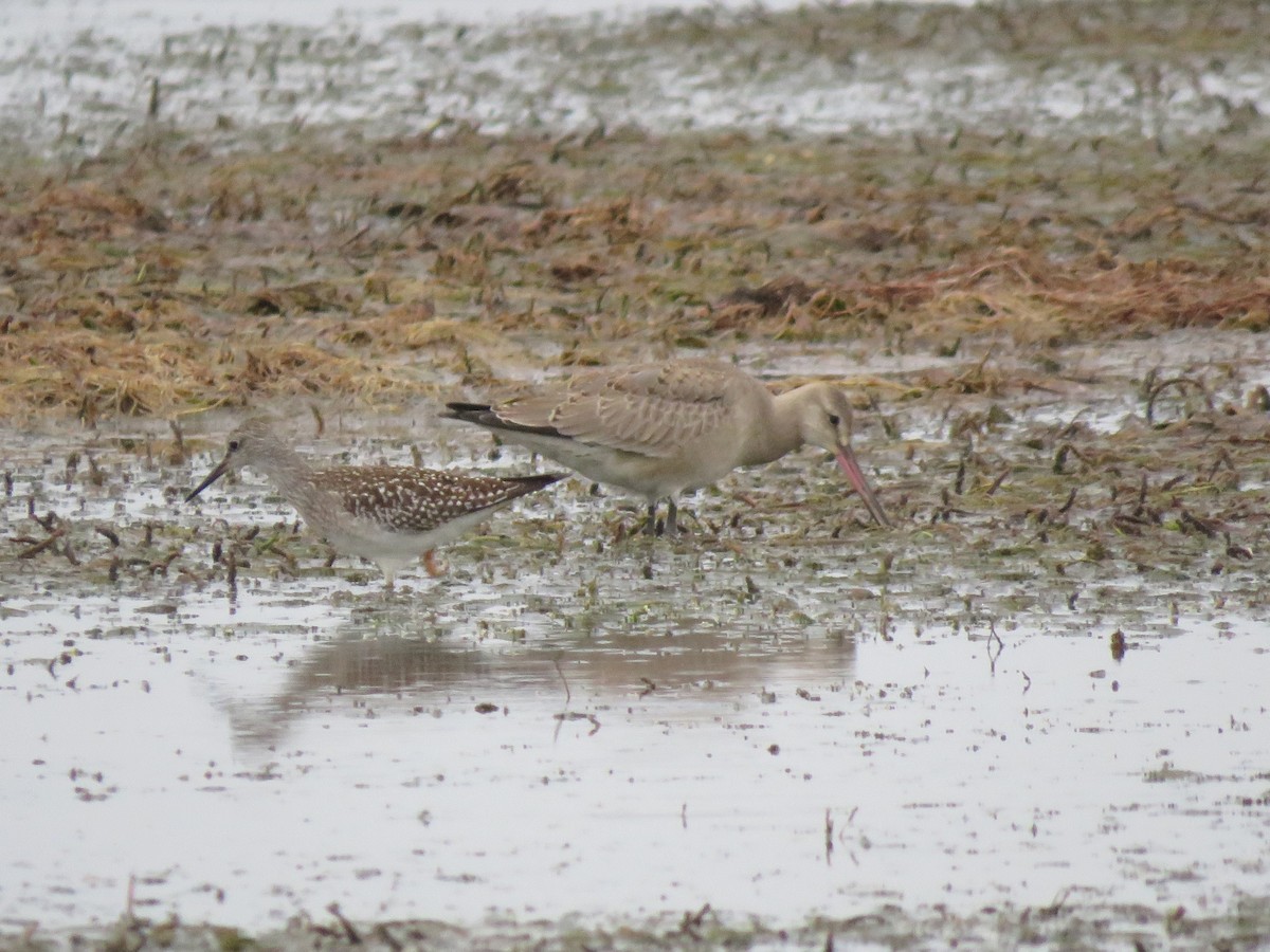 Hudsonian Godwit - ML478119721