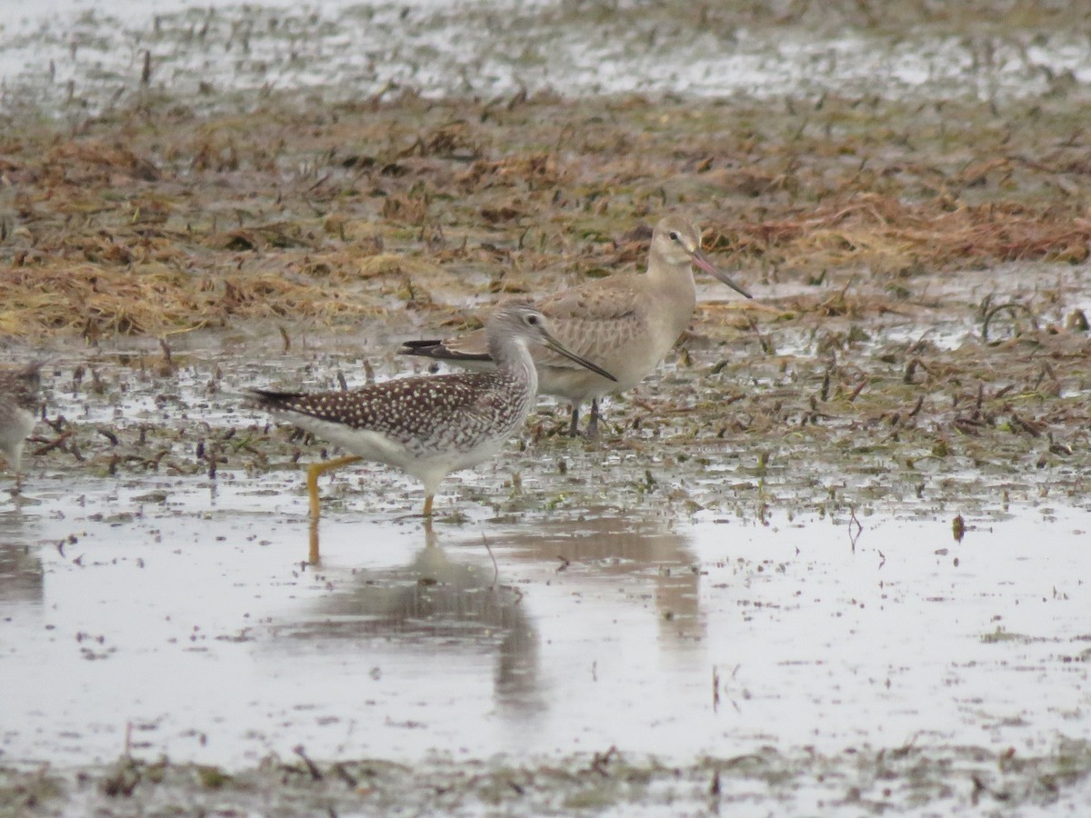 Hudsonian Godwit - ML478119741