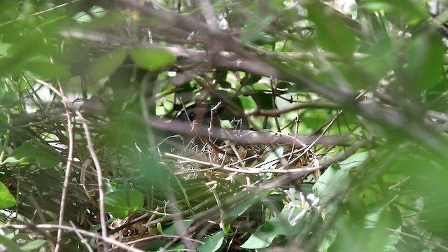 Gray Catbird - ML478120