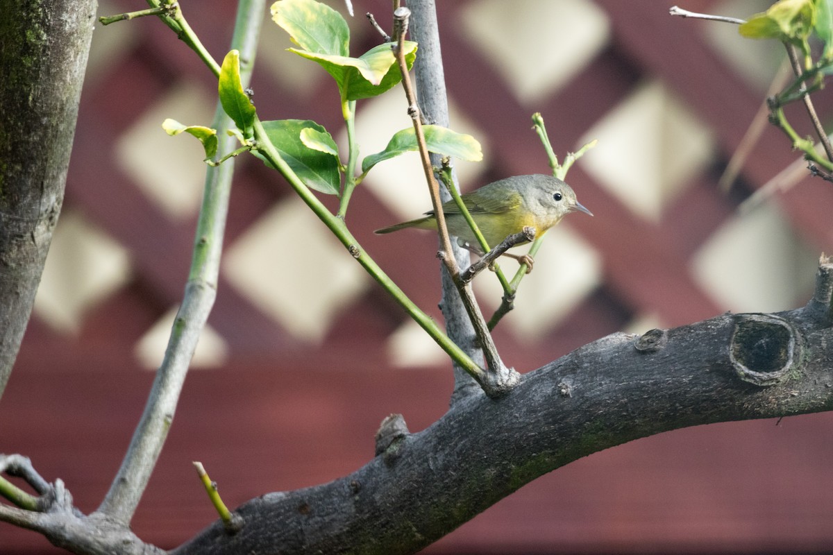 Nashville Warbler - ML47812041