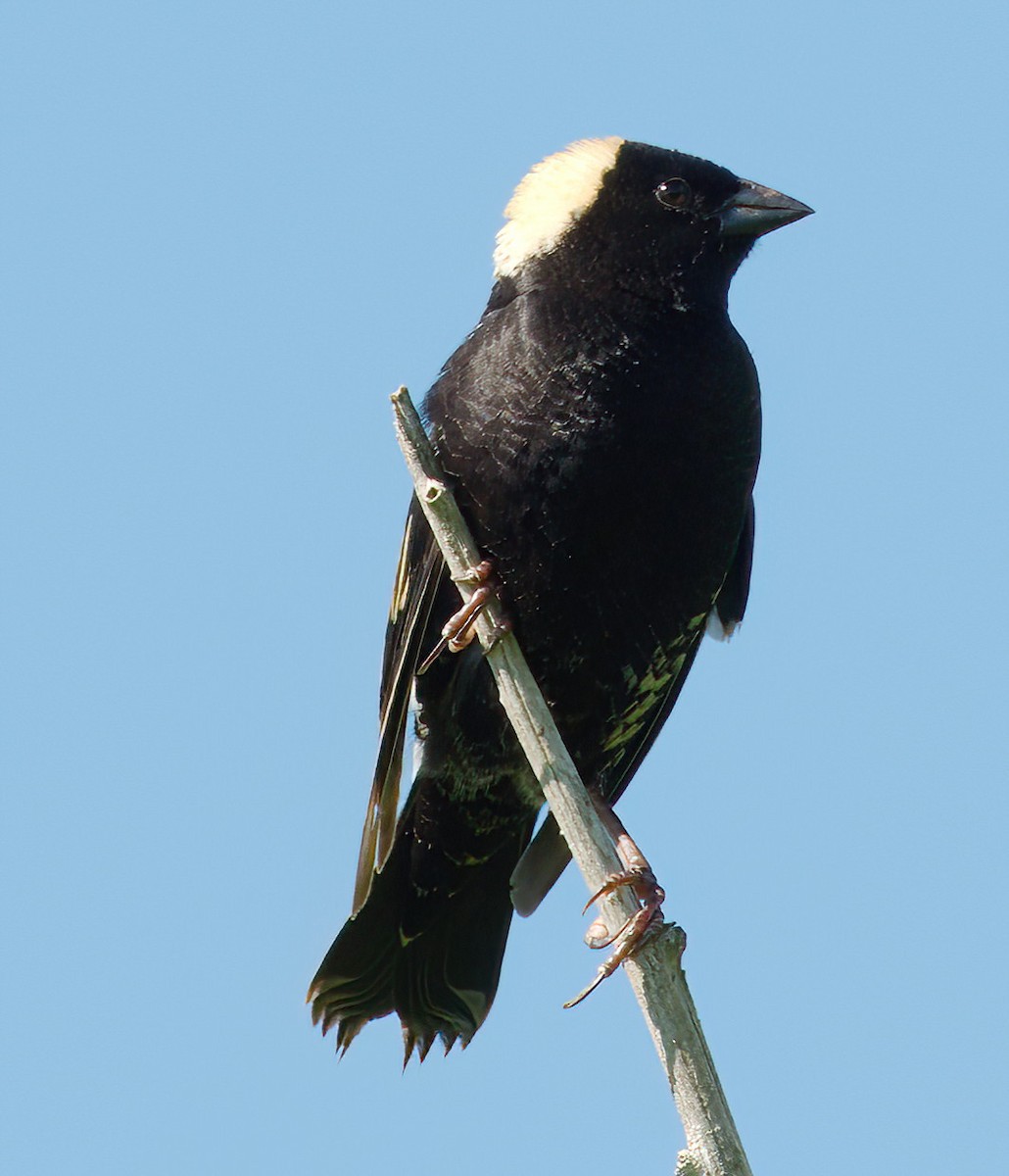 Bobolink - ML478120471