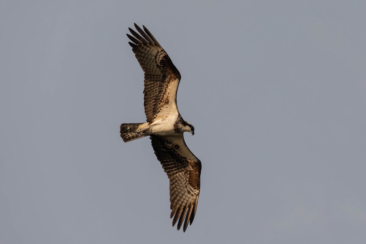 Загасч явлаг - ML478120591