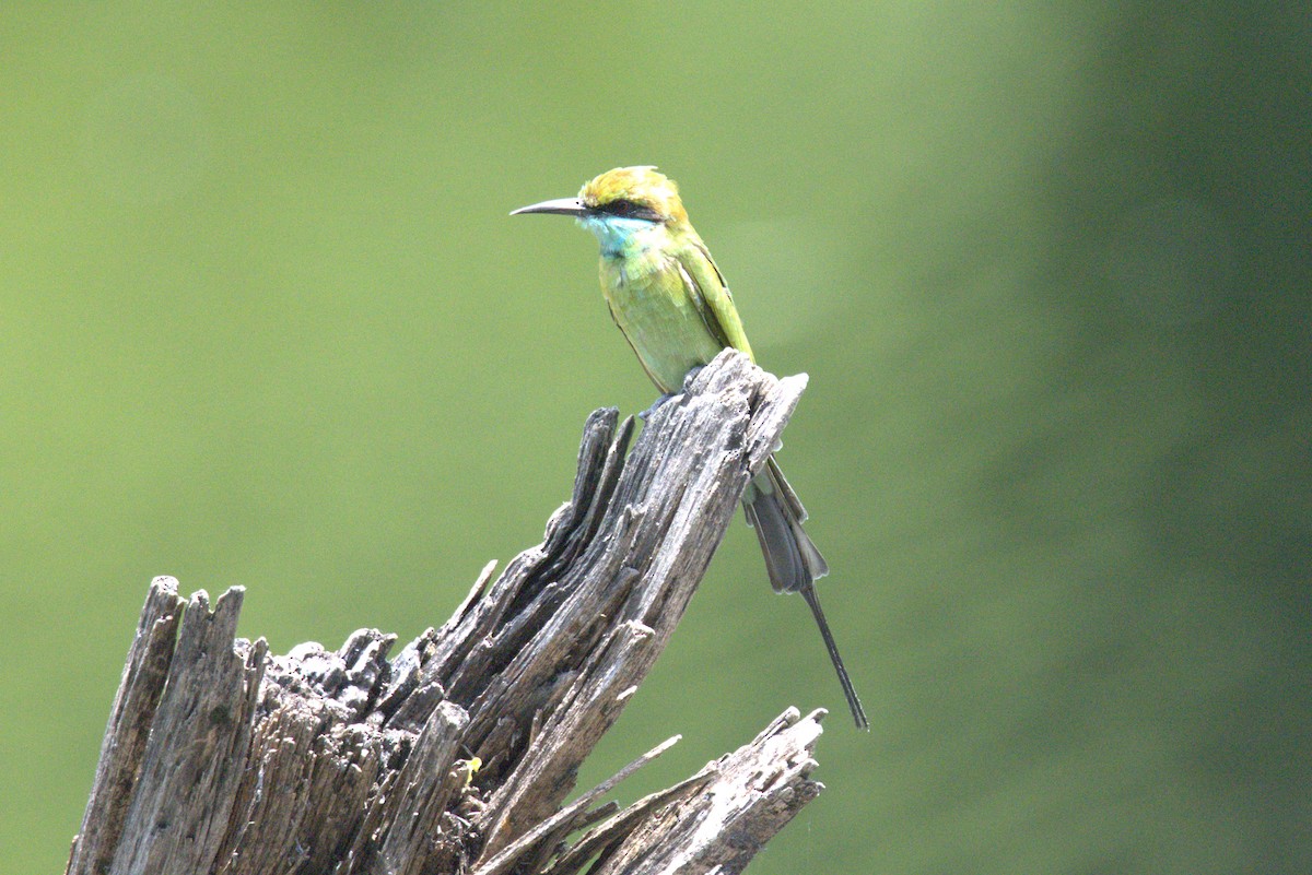 Asian Green Bee-eater - ML478120811