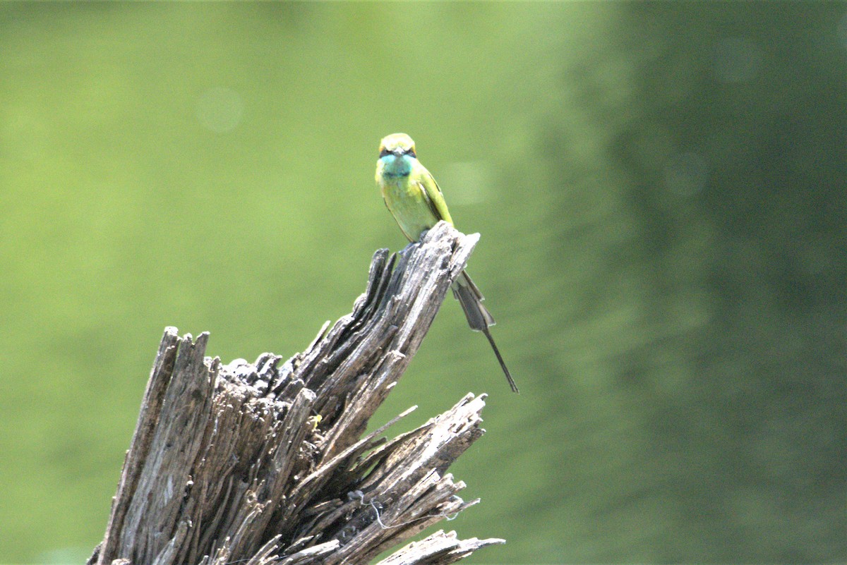 Asian Green Bee-eater - ML478120821