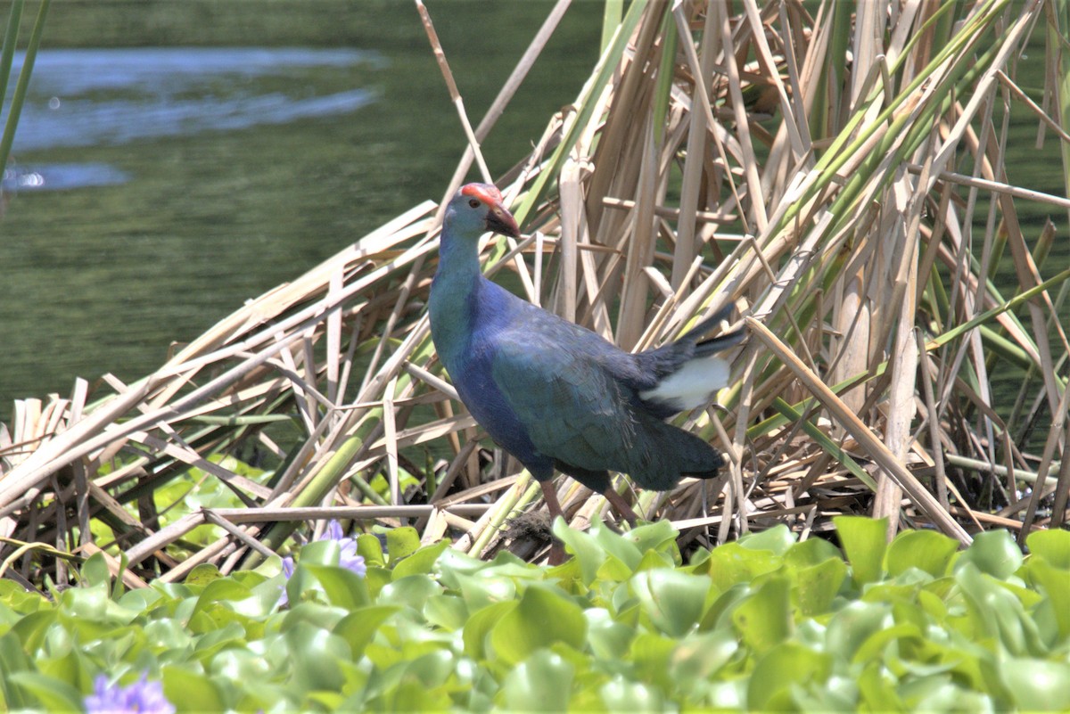 Gray-headed Swamphen - ML478120881