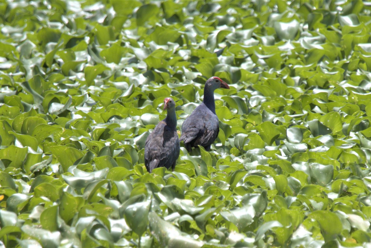 Gray-headed Swamphen - ML478120891
