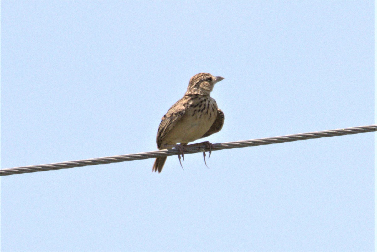 Jerdon's Bushlark - ML478120981