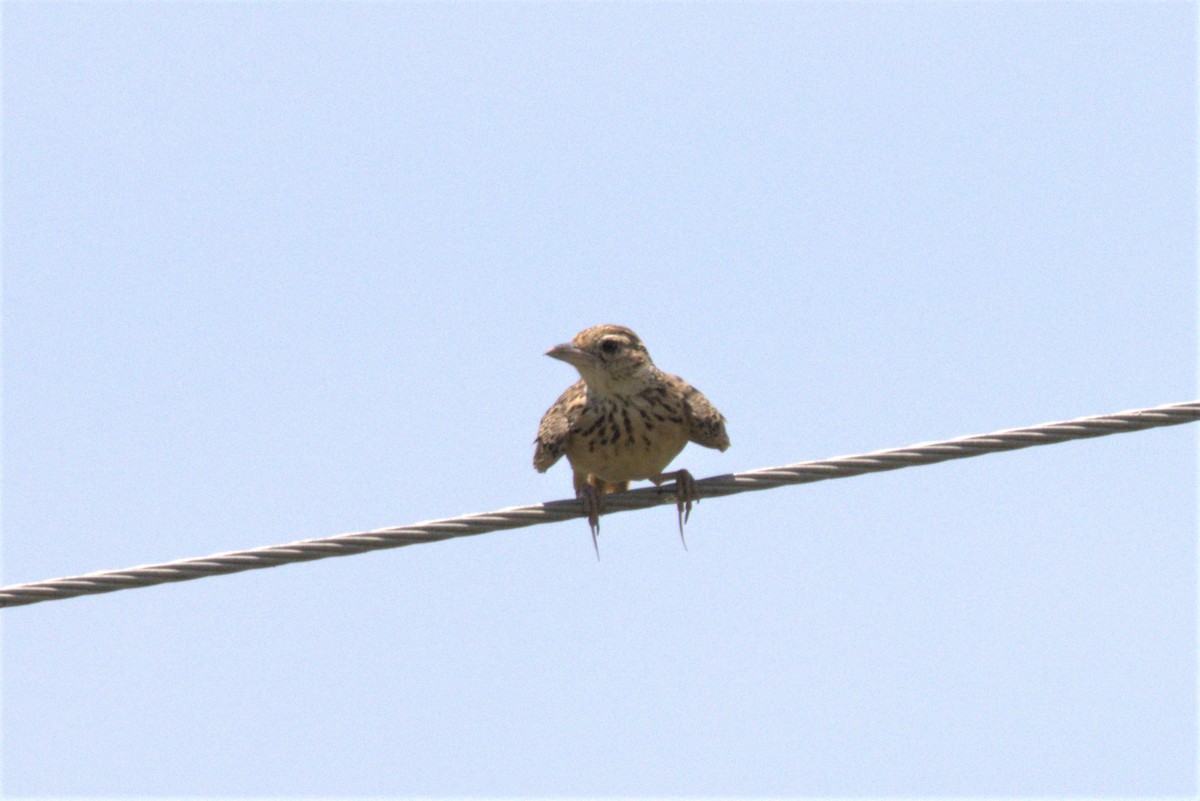 Jerdon's Bushlark - ML478120991