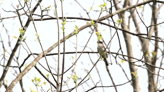 Eastern Phoebe - ML478121