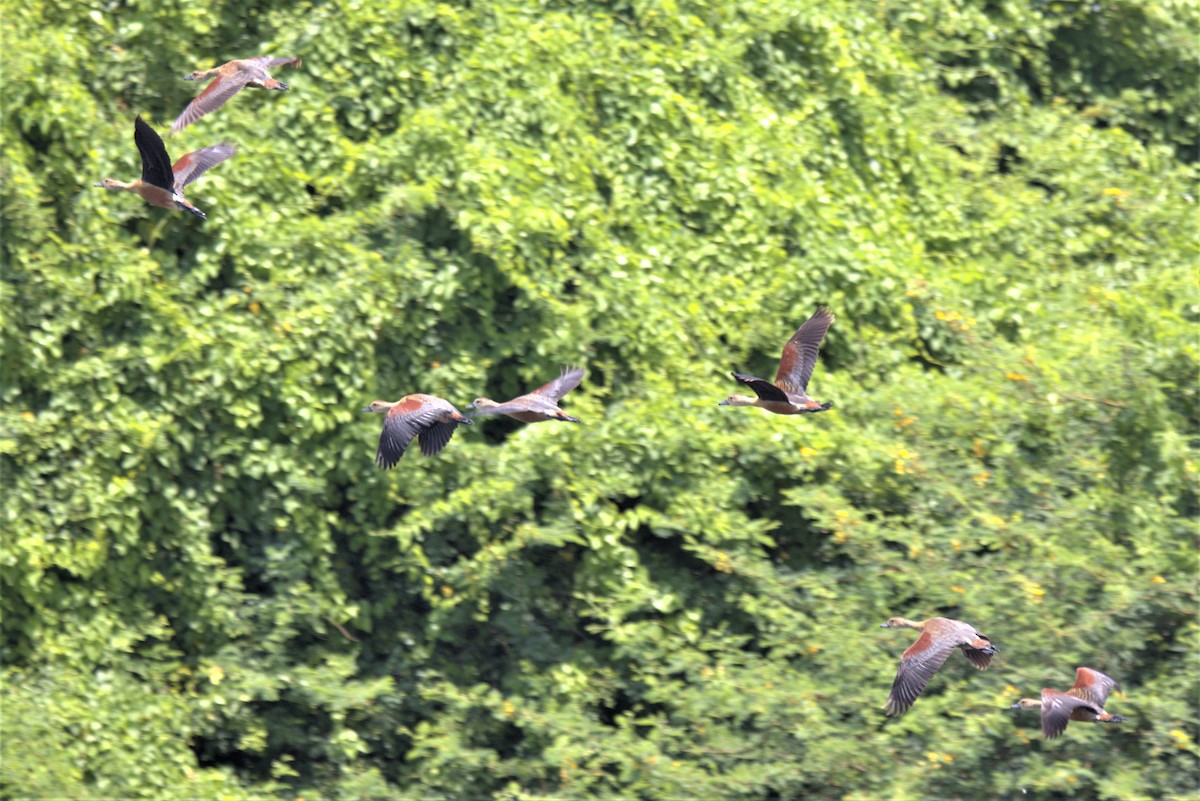Lesser Whistling-Duck - ML478121011