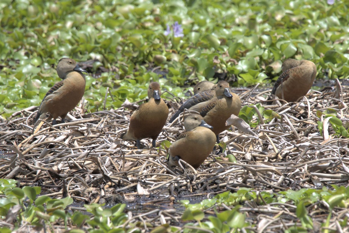 Lesser Whistling-Duck - ML478121021
