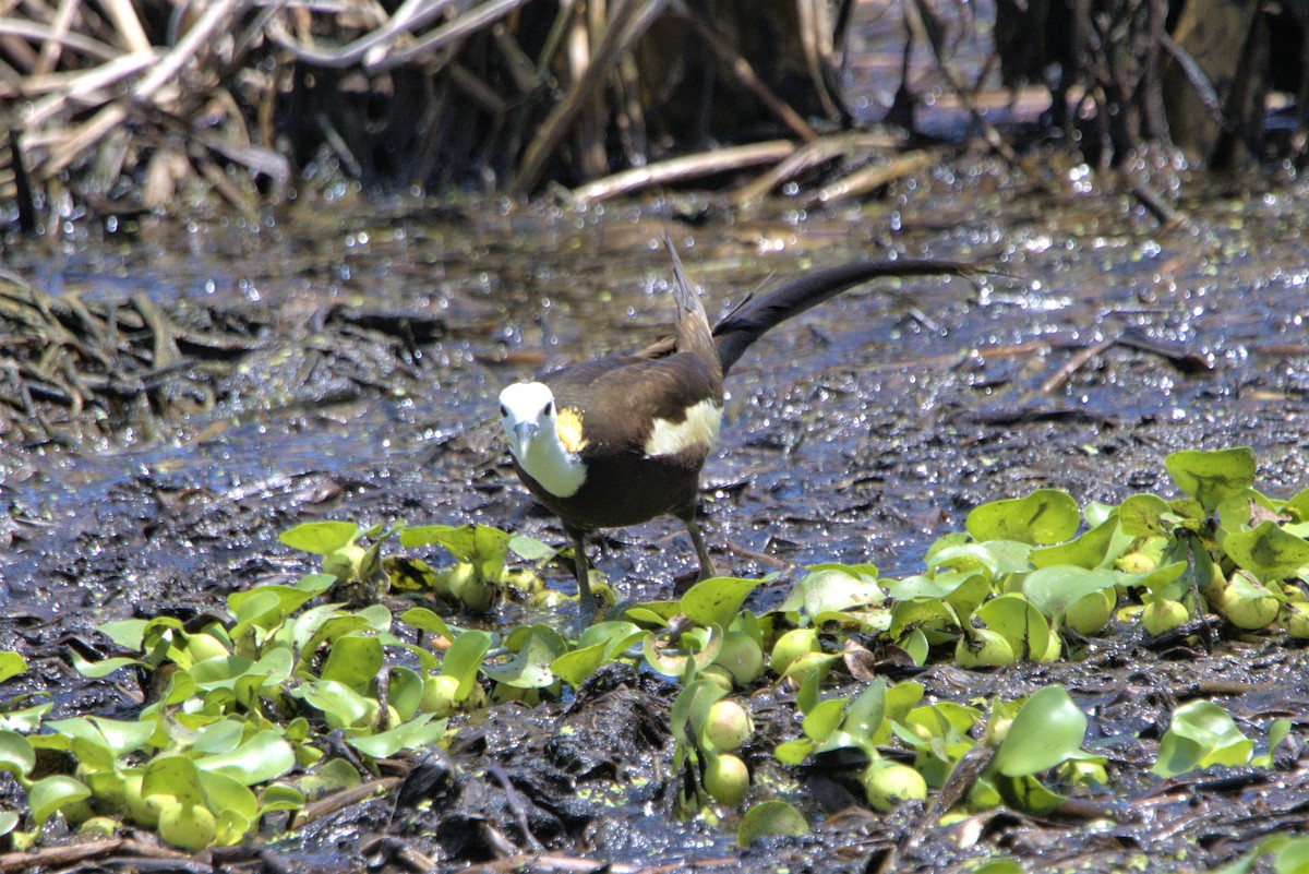 Pheasant-tailed Jacana - ML478121171