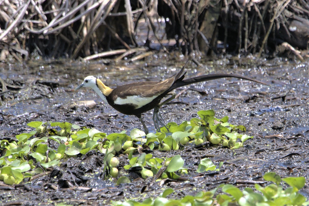 Pheasant-tailed Jacana - ML478121181