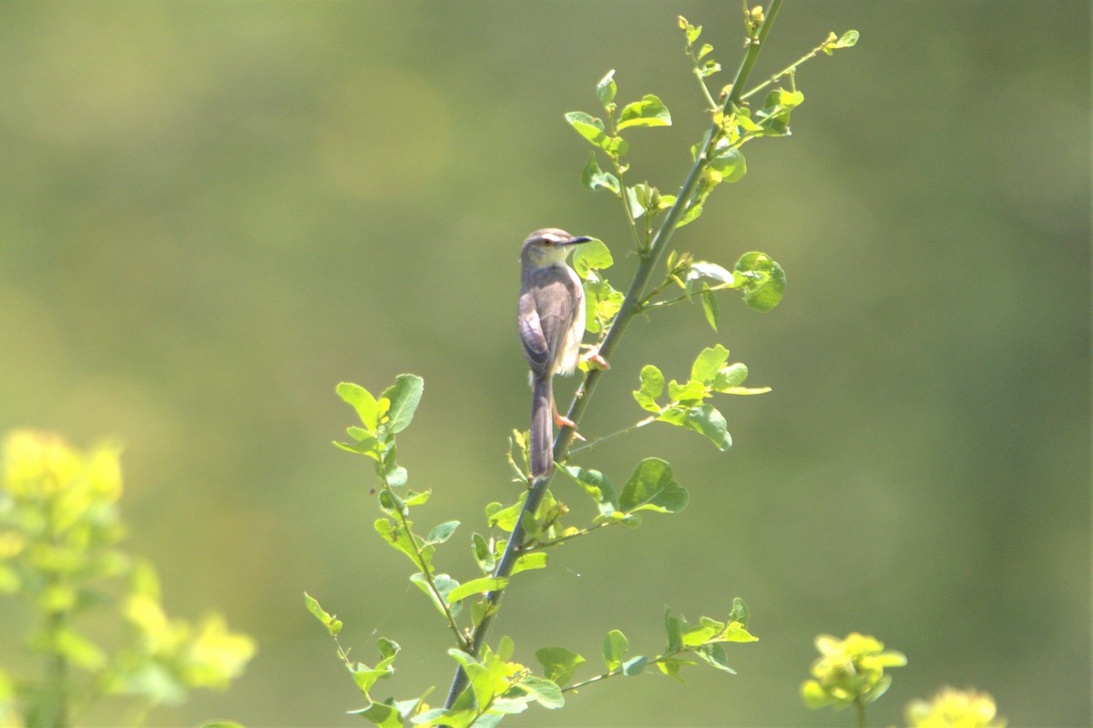 Plain Prinia - ML478121231
