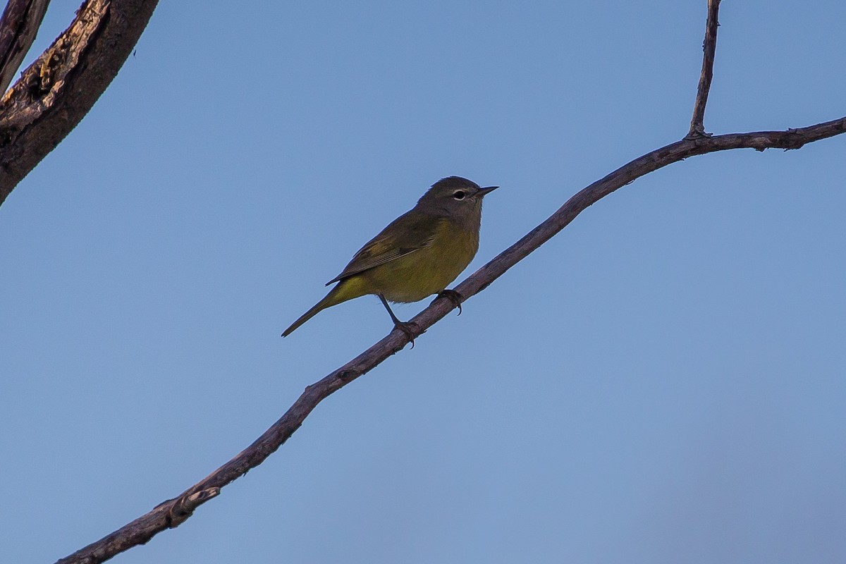 Orange-crowned Warbler - ML478121871