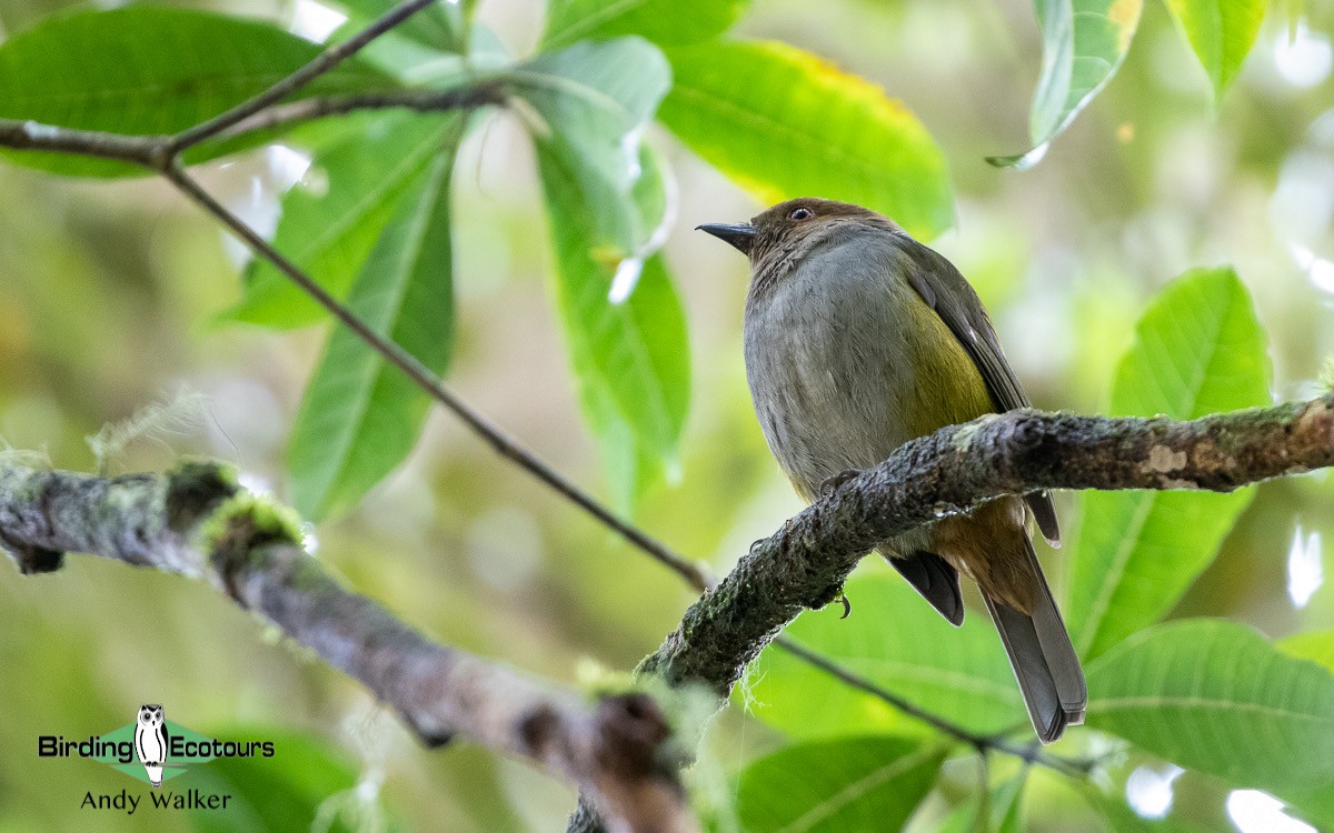 Hylocitrin à flancs jaunes (bonensis) - ML478122251