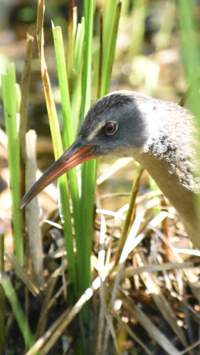 Virginia Rail - ML478122731