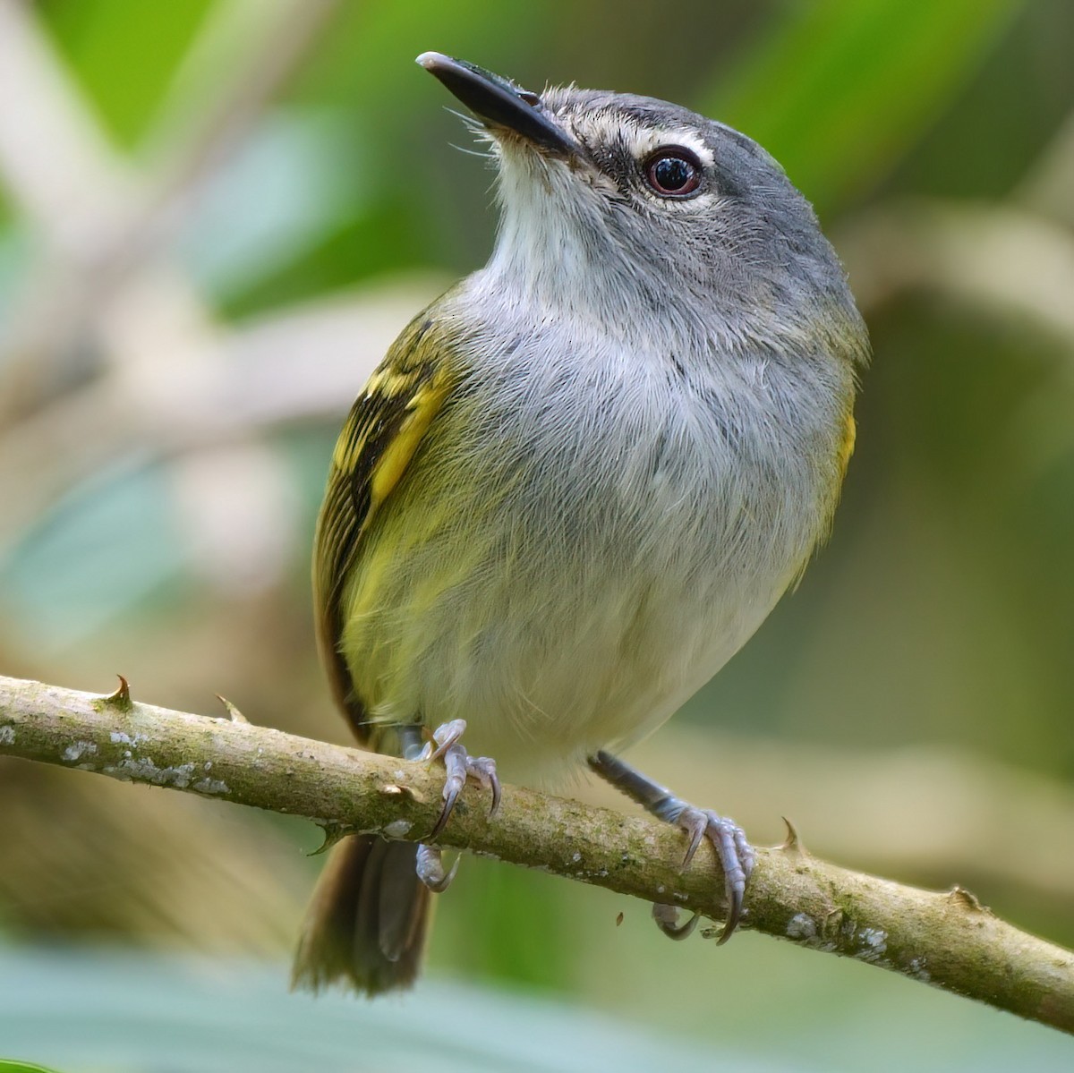 Slate-headed Tody-Flycatcher - Mike Melton