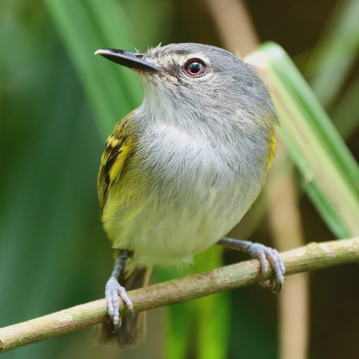 Slate-headed Tody-Flycatcher - Mike Melton