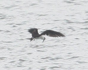 Sooty Tern - William Hull