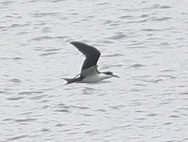 Sooty Tern - ML47812551