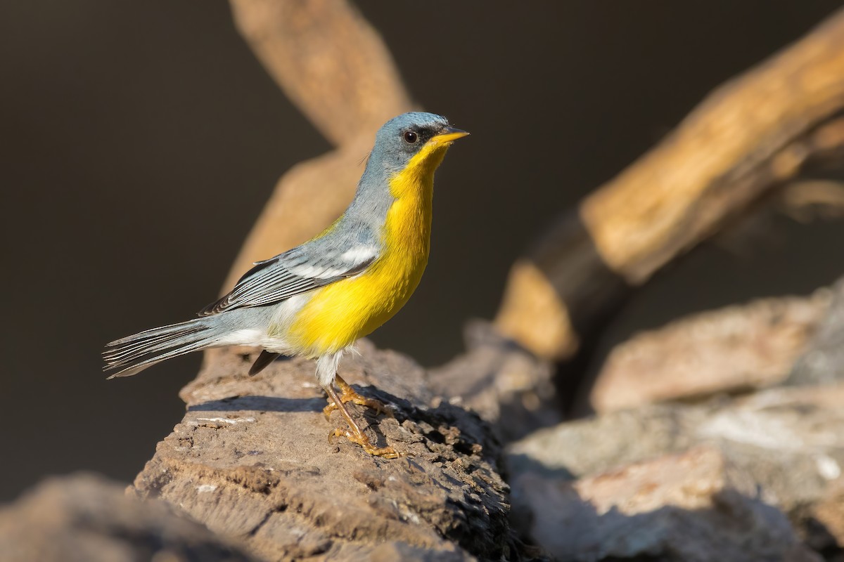 Tropical Parula - ML478126261