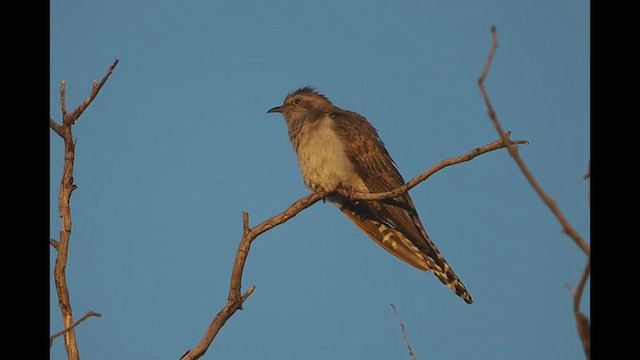 Cuco Pálido - ML478126441