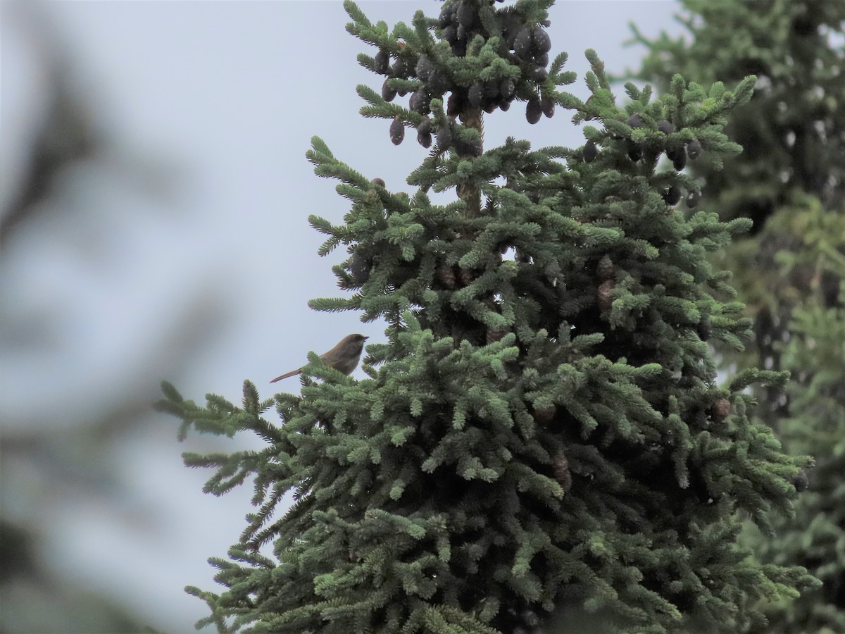 Boreal Chickadee - ML478126461