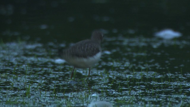 Solitary Sandpiper - ML478127