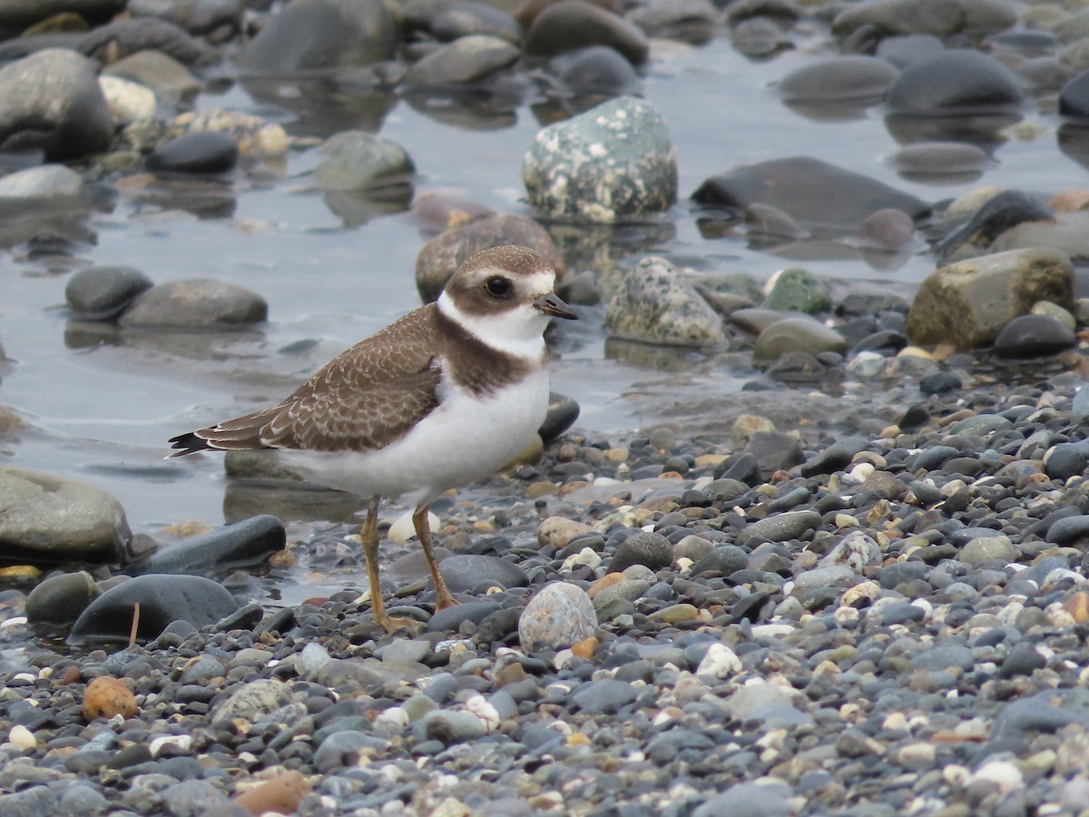 Semipalmated Plover - Laura Burke