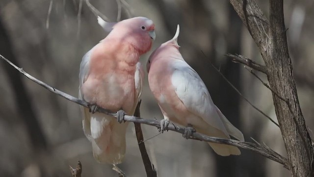 Pink Cockatoo - ML478127131