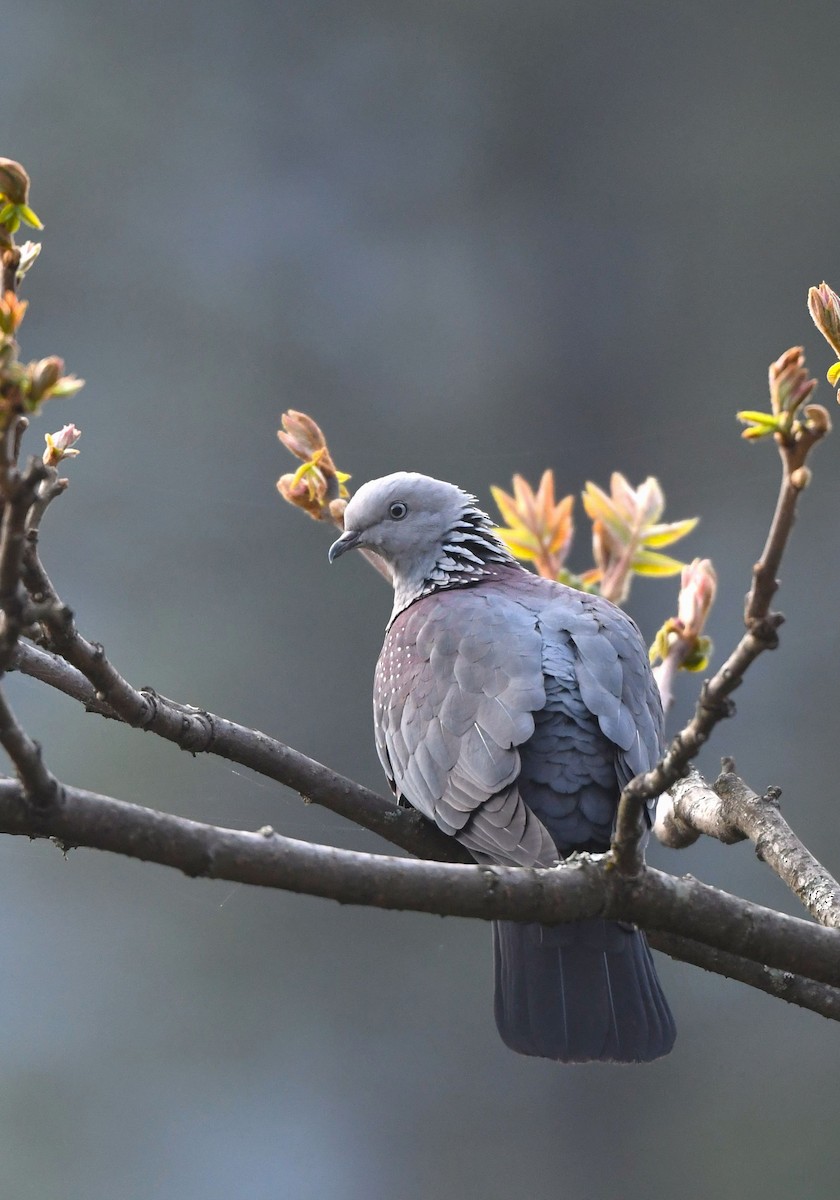 Speckled Wood-Pigeon - Abhinand C