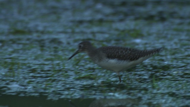 Solitary Sandpiper - ML478128