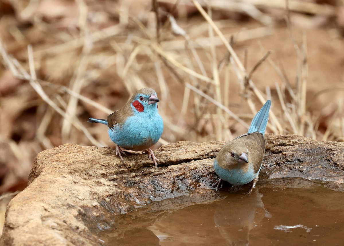 Red-cheeked Cordonbleu - ML478128171