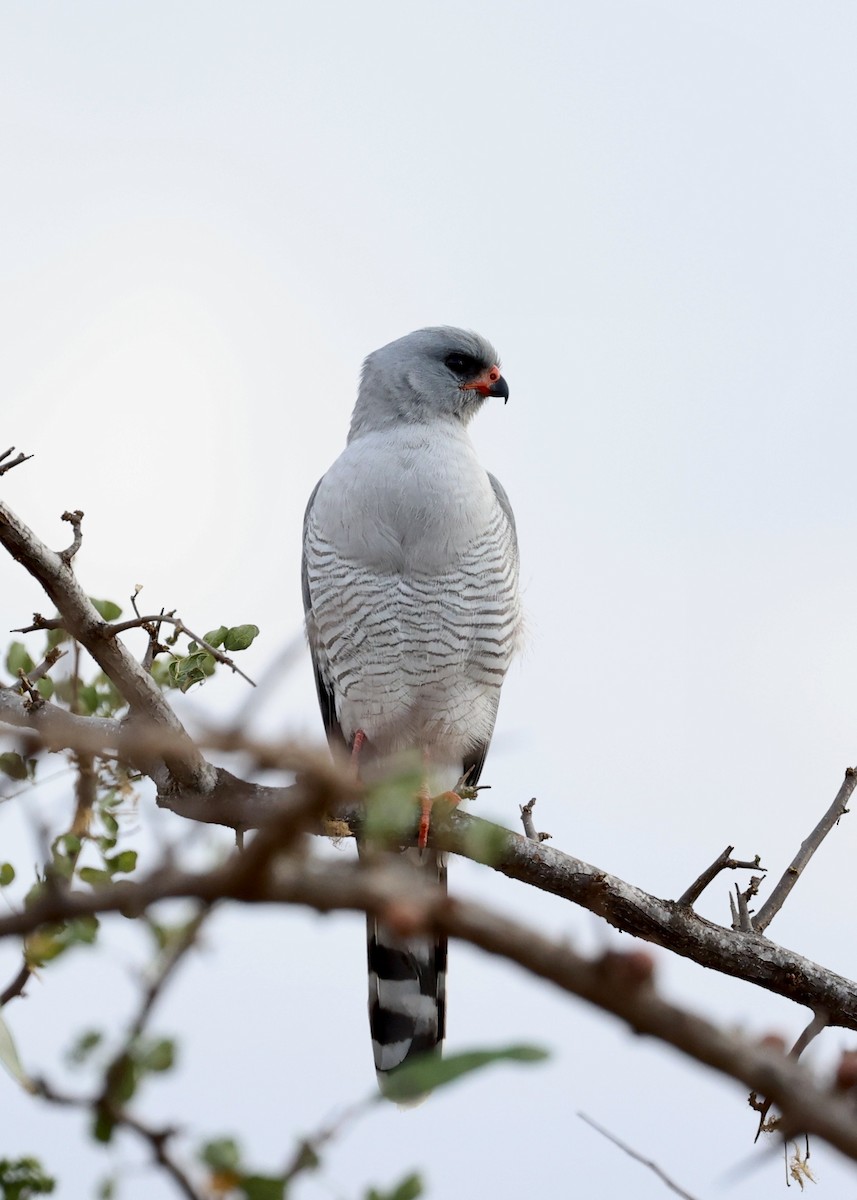 Gabar Goshawk - ML478128351