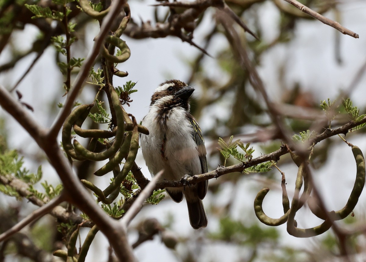 Black-throated Barbet - ML478128391