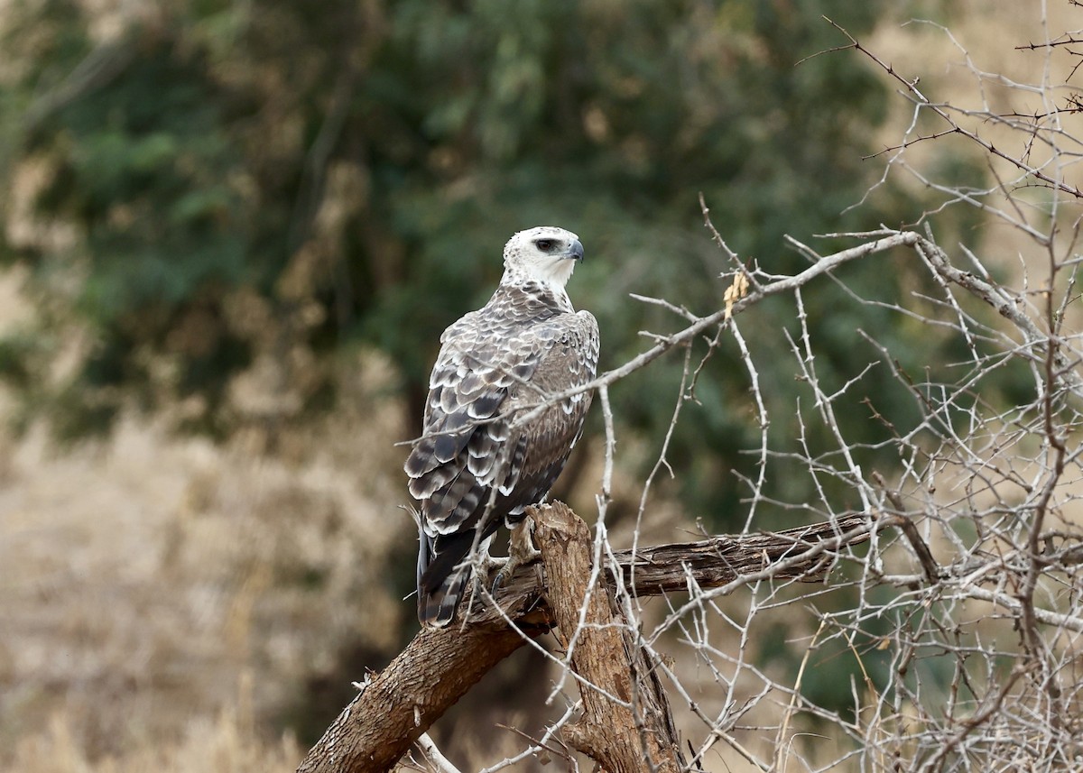 Martial Eagle - ML478128471