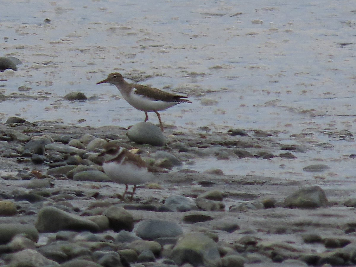 Spotted Sandpiper - Laura Burke