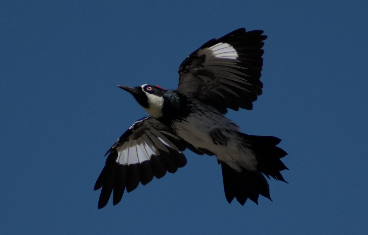 Acorn Woodpecker - ML478128911