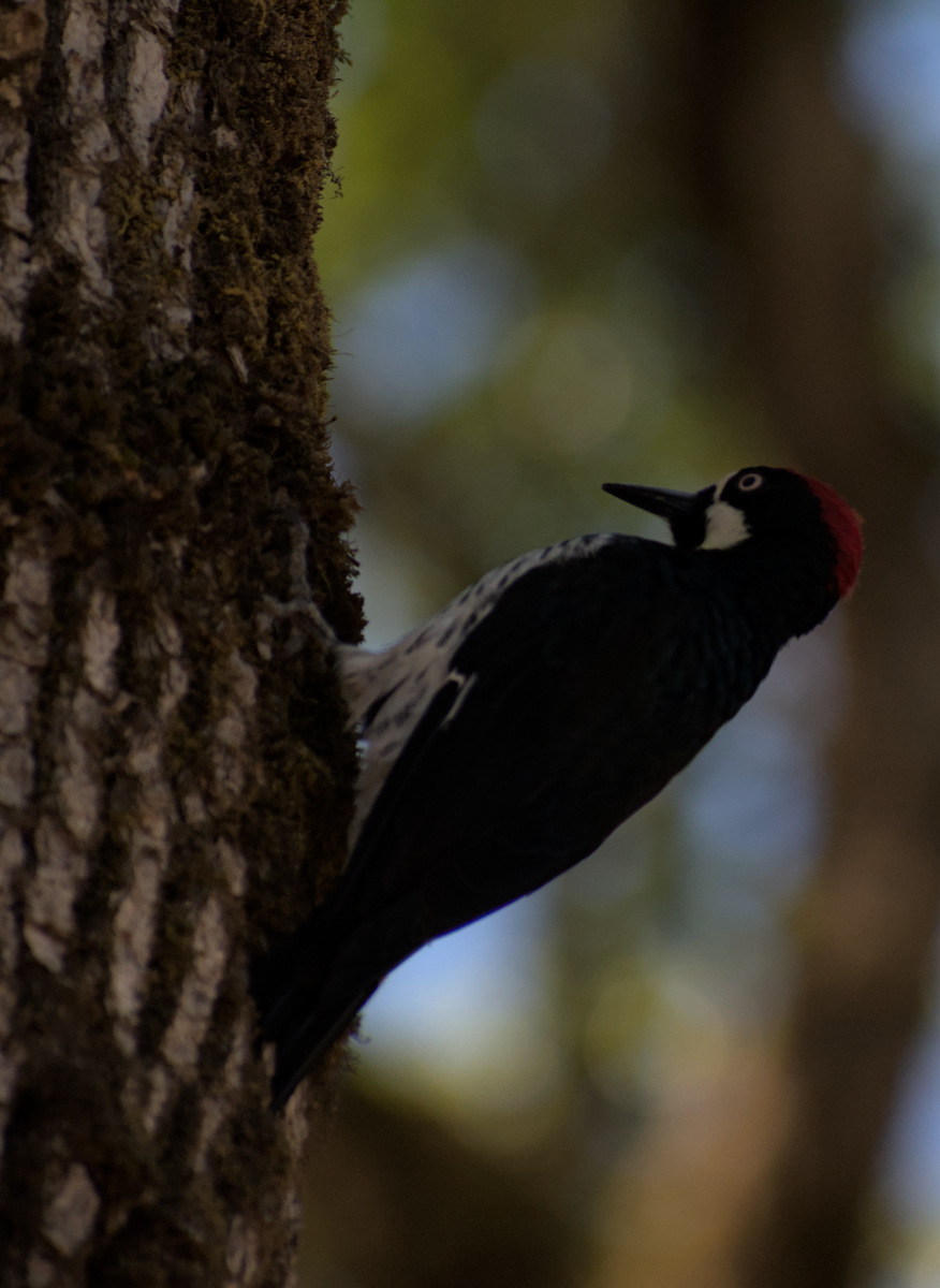 Acorn Woodpecker - ML478128921