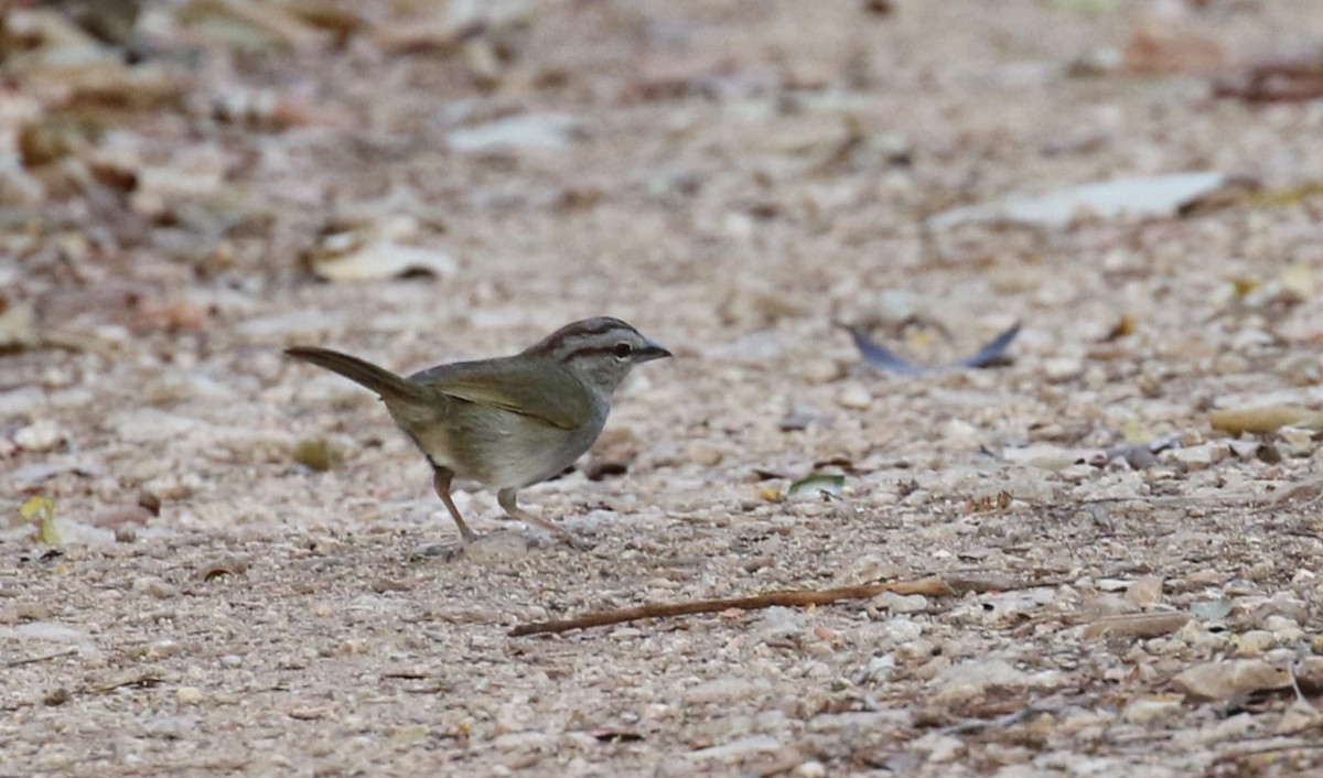 Olive Sparrow - ML478129571