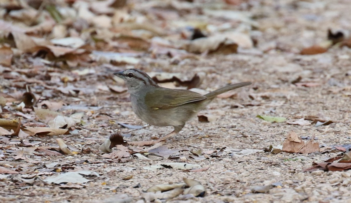 Olive Sparrow - ML478129591