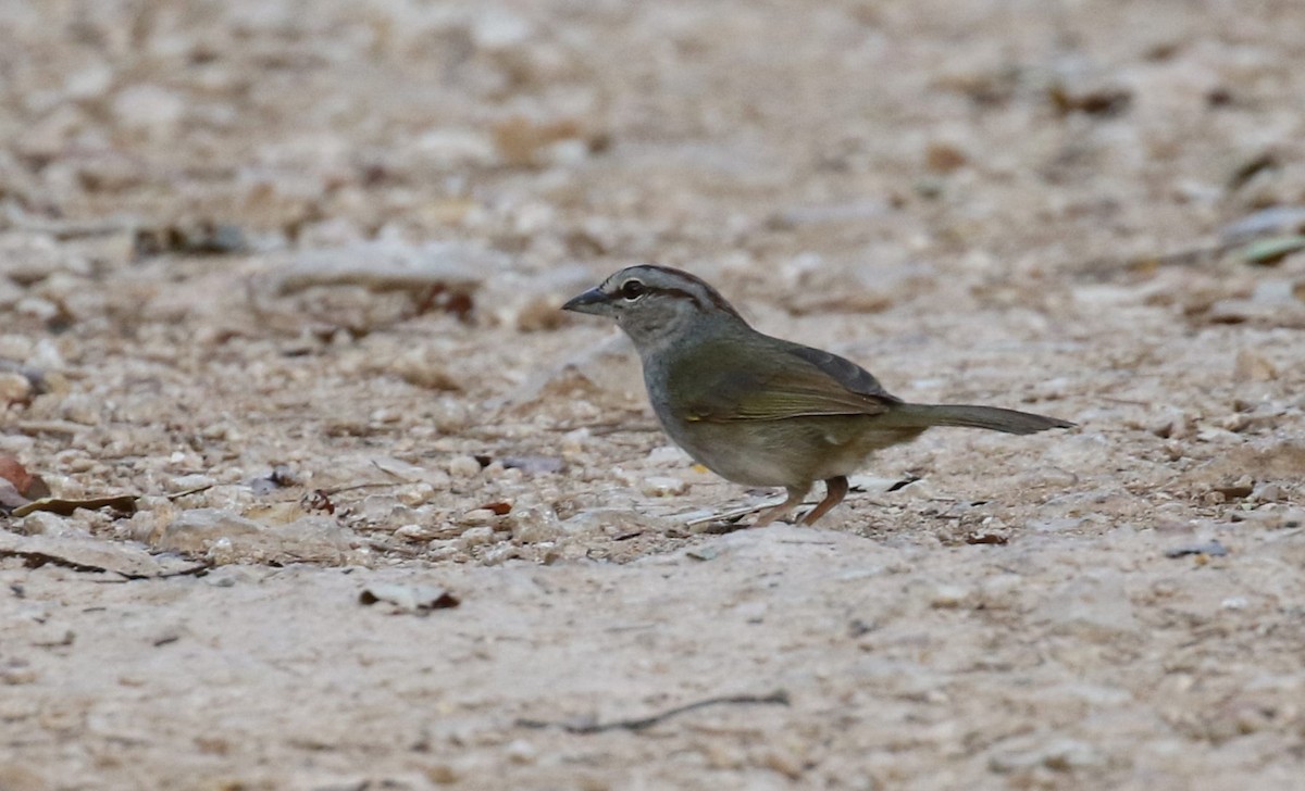 Olive Sparrow - ML478129611