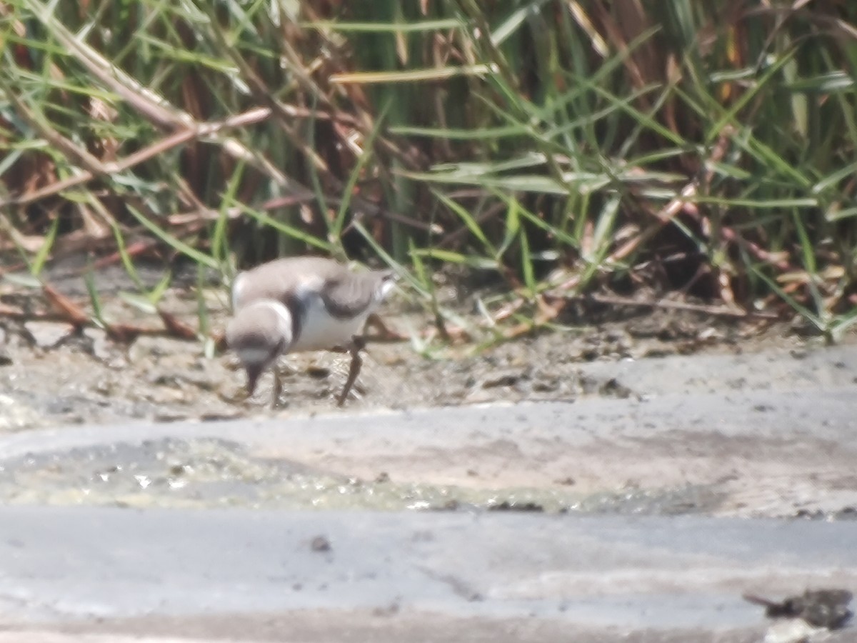 Semipalmated Plover - ML478130231
