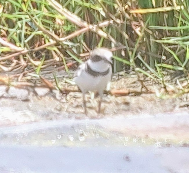 Semipalmated Plover - ML478130261